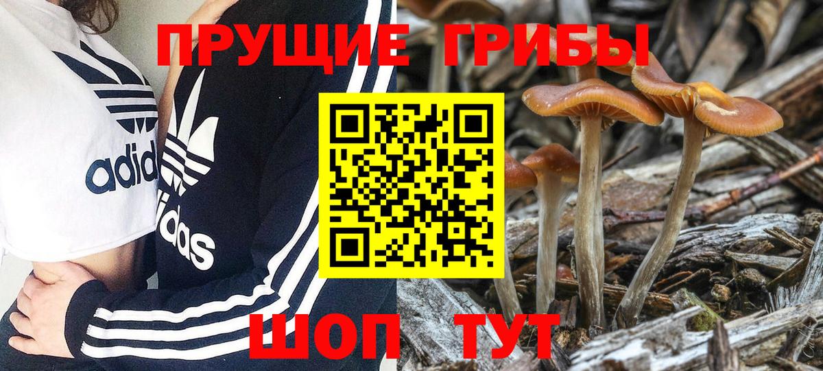 Псилоцибиновые грибы Cubensis Россошь